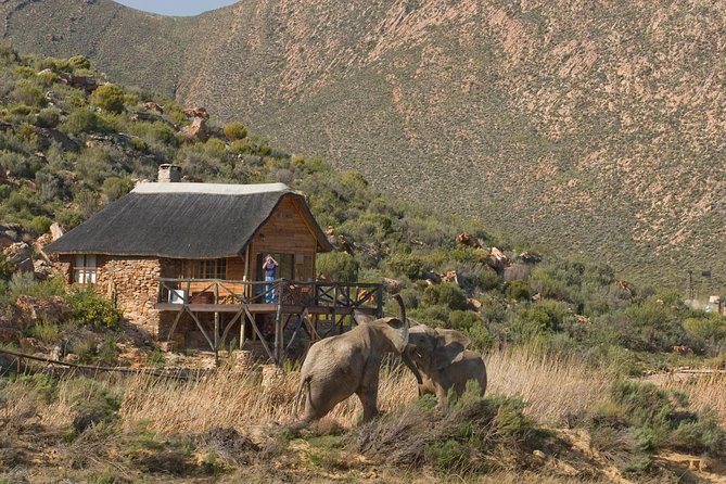 Aquila Safari Game Drive, Lunch & Shared Transfers from Cape Town - Who should book this Aquila safari day trip?