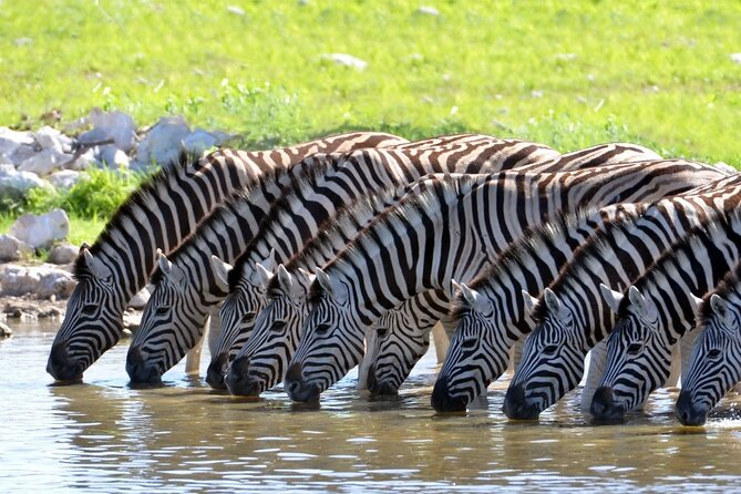 Aquila Safari Game Drive Lunch & Transfers from Cape Town - Why Aquila’s Big Five Day Trip Works From Cape Town