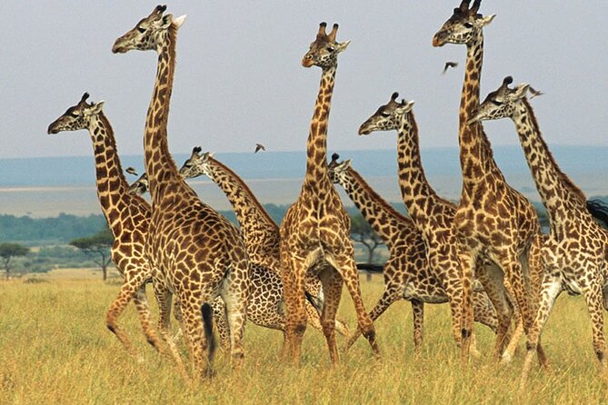 Aquila Safari Game Drive Lunch & Transfers from Cape Town - Aquila Arrival: Welcome Wine, Registration, and Buffet Breakfast