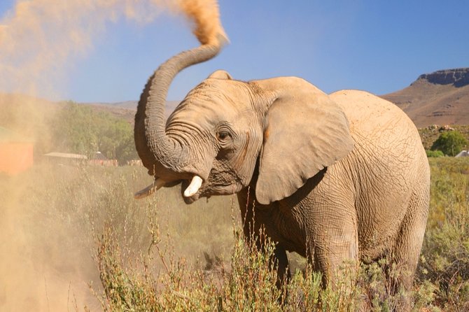 Aquilla BIG5 private Safari Cape Town - Key highlights if you want the Aquila BIG5 experience