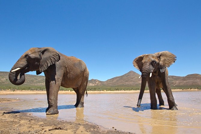 Aquilla BIG5 private Safari Cape Town - The timing puzzle: 9:00 am pickup and a 12:00 lunch start