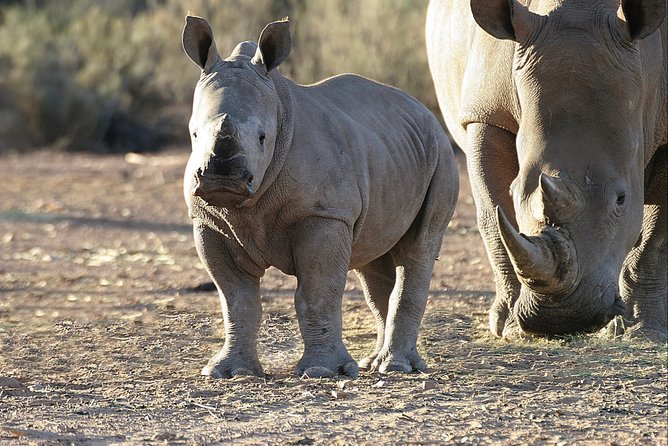 Aquilla BIG5 private Safari Cape Town - What close wildlife viewing can feel like in a private reserve