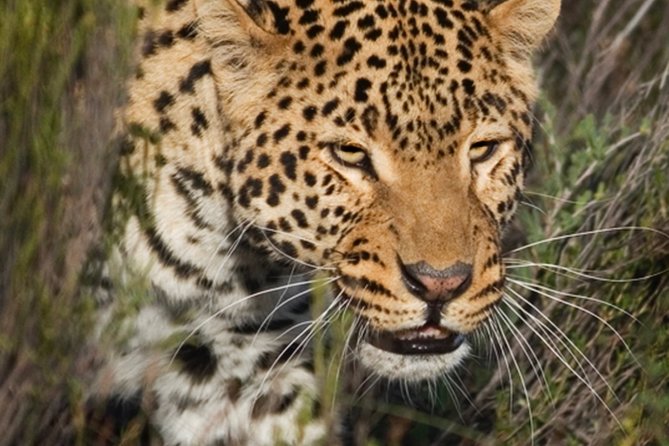 Aquilla BIG5 private Safari Cape Town - Practical tips to get the most out of your Aquila day