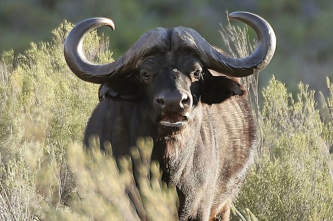 Aquilla BIG5 private Safari Cape Town - Touws River safari stop, lunch first, then a 4x4 drive