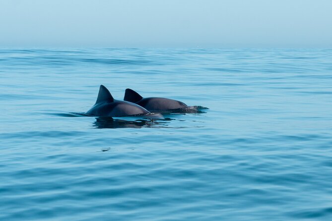 Atlantic Outlook Kayak Tour Cape Town - Why this Atlantic Outlook kayak tour makes sense in Cape Town