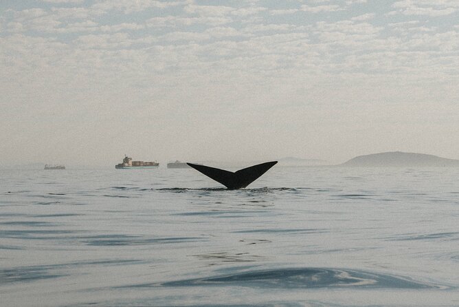 Atlantic Outlook Kayak Tour Cape Town - Guides, safety, and how they help first-timers