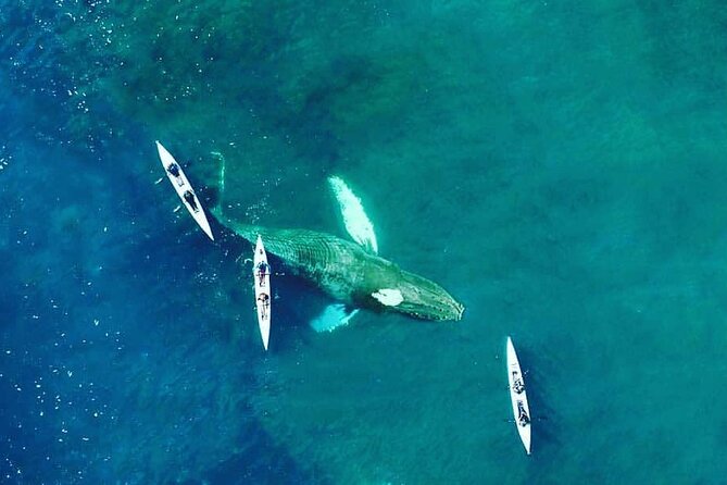 Atlantic Outlook Kayak Tour Cape Town - Price and value: what $29 includes, and what you must plan