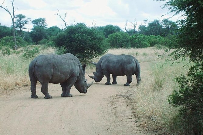 Bathongo Rhino & lion park nature reserve tour - The 6-hour rhythm, from 8:00 AM pickup to reserve time