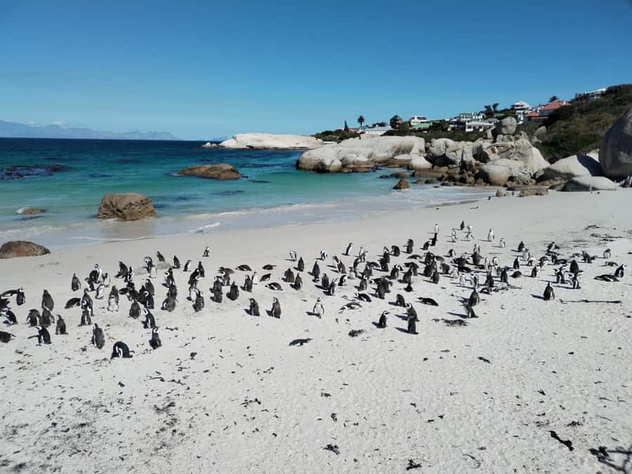 Beach Day at Boulder's Beach & Penguin watching, Half Day - Why this half-day route feels worth it