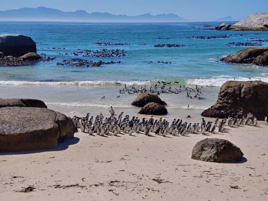 Beach Day at Boulder's Beach & Penguin watching, Half Day - Chapman’s Peak Drive: photo stops where the road steals the show