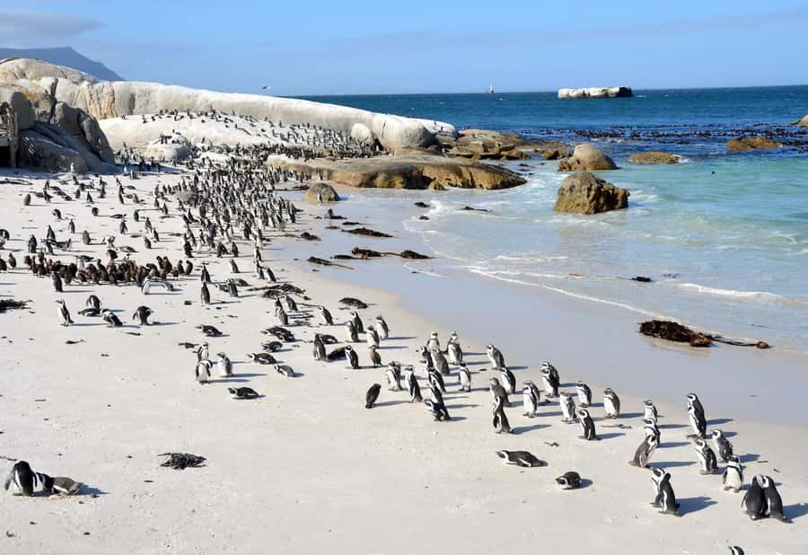 Beach Day at Boulder's Beach & Penguin watching, Half Day - Price and value: what $36 covers, and what costs extra