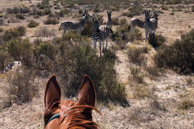 Beach Horse Ride in Yzerfontein, Western Cape - Price and value: $37.50 for a big West Coast moment