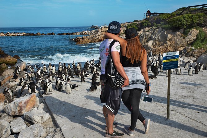 Best of Cape Town Full-Day Private Tour with Table Mountain - Boulders Beach Penguins: The Animal Moment That Feels Real
