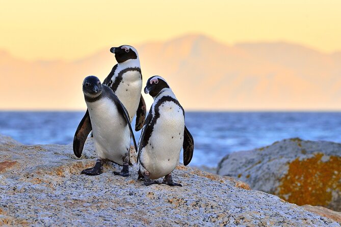 Best of Cape Town Full-Day Private Tour with Table Mountain - Bo-Kaap: A Quick Cultural Hit With Colorful Rewards