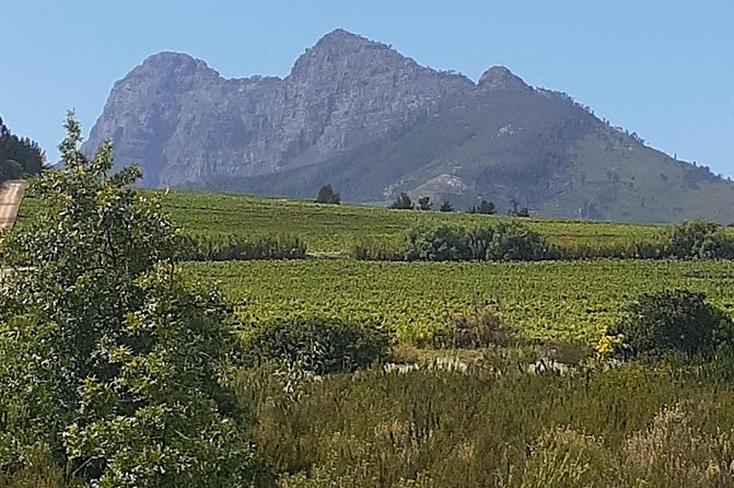 Best Of The Cape 8 Hour Private Tour - Cape Point Nature Reserve: wildlife chances plus big bay views