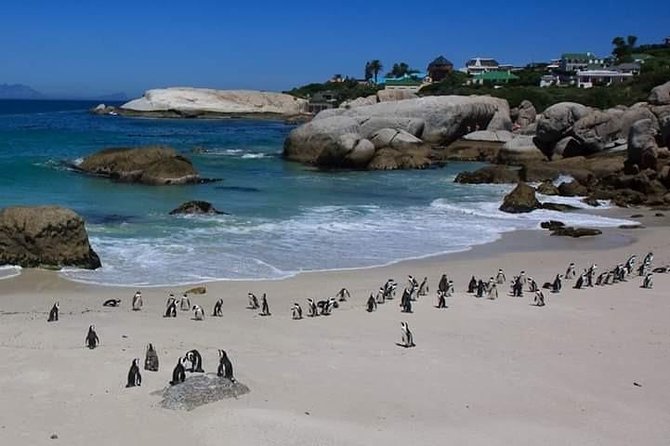 Best Of The Cape 8 Hour Private Tour - Getting started: pickup, vehicle comfort, and a clean day plan