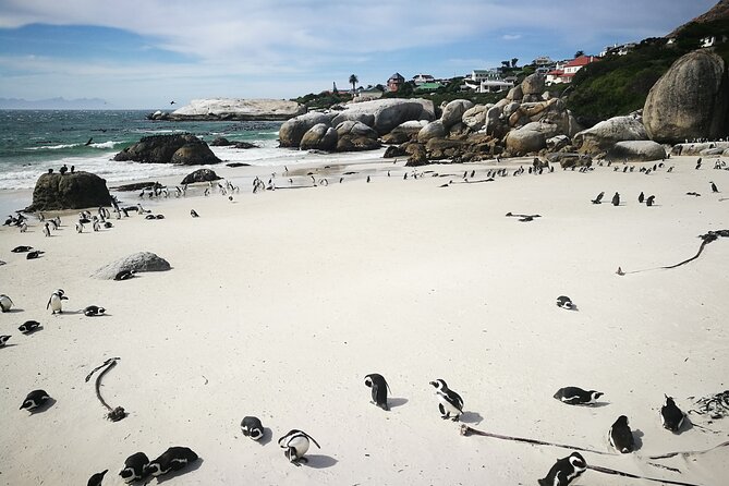 Best of the Cape Full Day Private Tour - A day that mixes Cape Peninsula views with Stellenbosch tastings