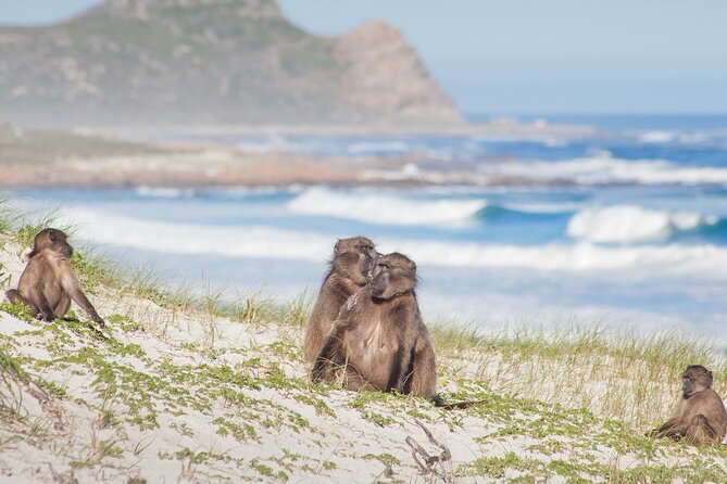 Best of The Cape Full Day Private Tour with Table Mountain - Cape of Good Hope: Currents, Big Views, Photo Moment