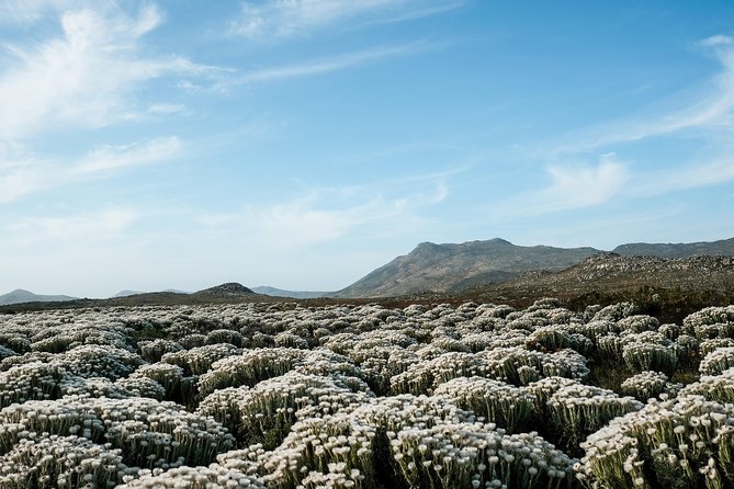 Best of the Cape Peninsula Private Tour - Kalk Bay and Simon’s Town: quick stops that set the mood