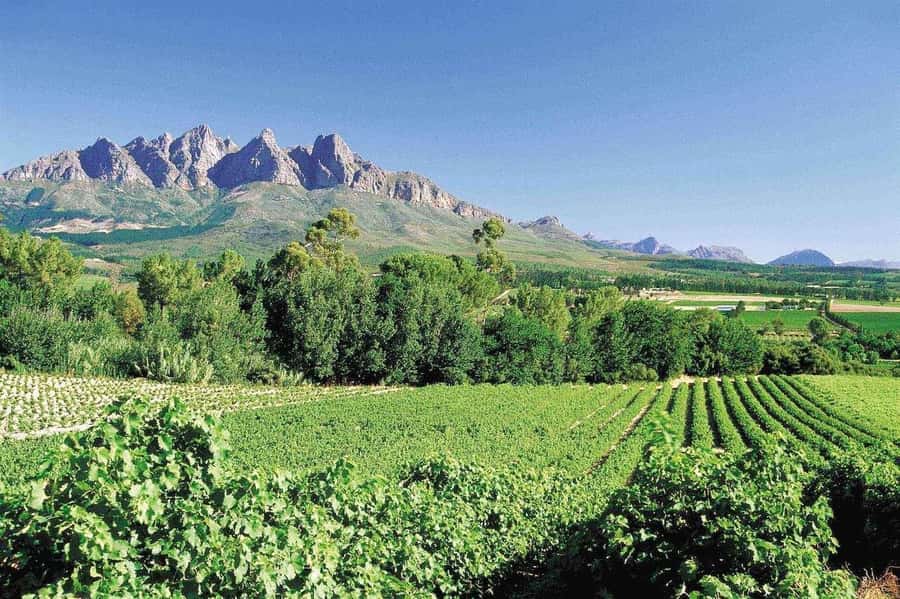 Best of the Cape Peninsula & Wine Route with Wine Tasting - Getting Picked Up: The Van Ride Rhythm That Makes or Breaks the Day