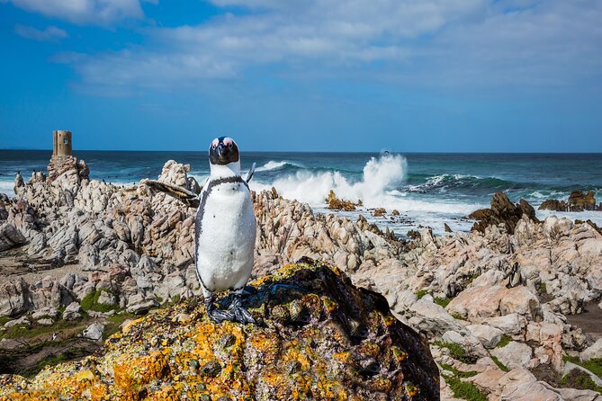 Best of the Cape Private full day tour - Seal Island in False Bay: wildlife you can actually watch