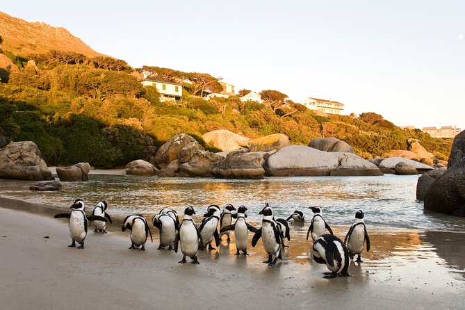 Best of the Cape Private full day tour - Cape of Good Hope: rugged coastline and big history vibes