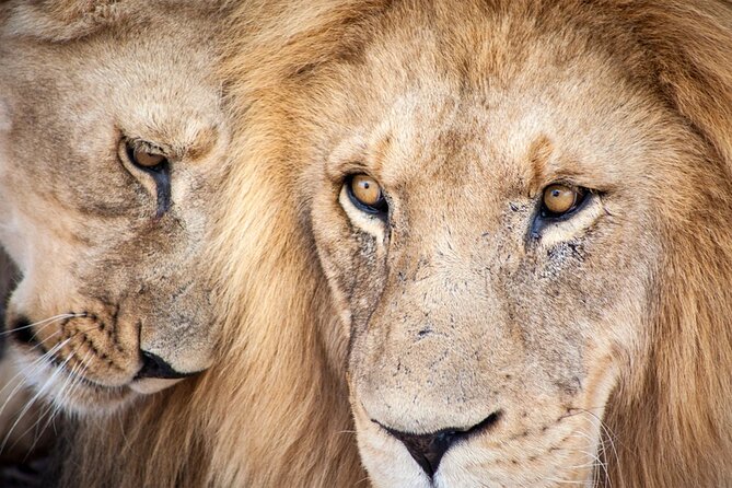 Big 5 Aquila Safari Full Day Tour and Lunch - Key highlights worth knowing before you go