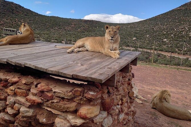 Big 5 Aquila Safari Full Day Tour and Lunch - Lunch at the lodge: included, and timed after the drive