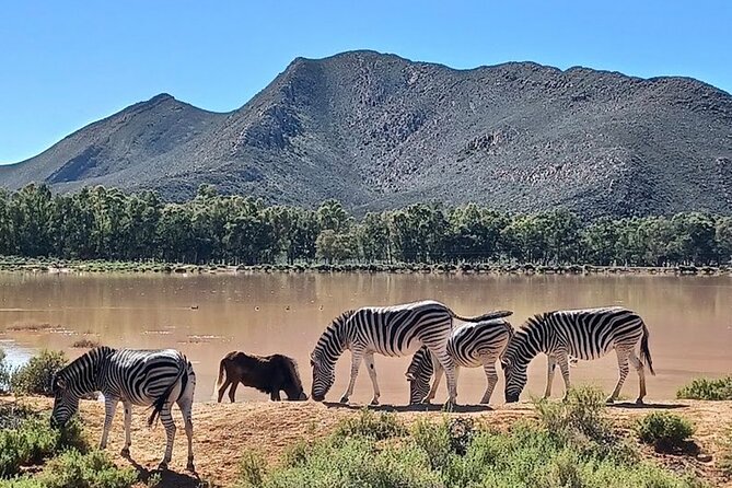 Big 5 Aquila Safari Full Day Tour and Lunch - Price and the missing Aquila entrance ticket