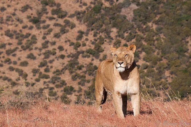Big 5 Aquila Safari Full Day Tour and Lunch - What makes the safari feel good (and what to expect)
