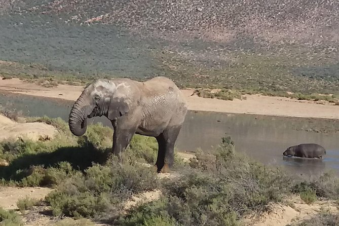 Big 5 Full Day Safari Aquila Lunch plus Breakfast From Cape Town - Quick hits on the Aquila Big Five day from Cape Town