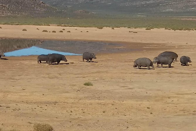Big 5 Full Day Safari Aquila Lunch plus Breakfast From Cape Town - Wildlife viewing tips for your best chance at lions, elephants, and hippos