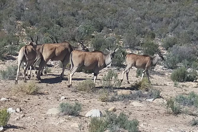 Big 5 Full Day Safari Aquila Lunch plus Breakfast From Cape Town - Lunch and the Diamond Works museum: a small culture stop without slowing the safari
