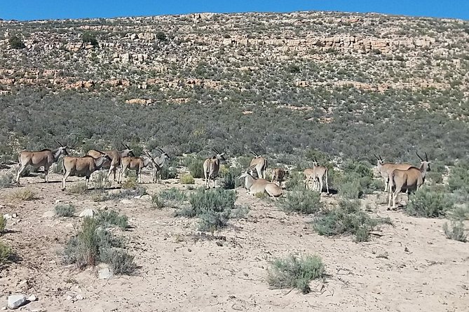 Big 5 Full Day Safari Aquila Lunch plus Breakfast From Cape Town - Price and value: what you are paying for beyond the animals