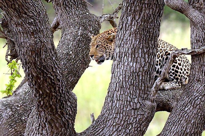 BIG 5 Kruger 3 Days Safari from Johannesburg - Why This Kruger 3-Day Plan Works From Johannesburg