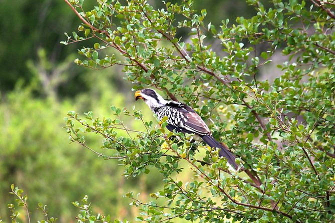 BIG 5 Kruger 3 Days Safari from Johannesburg - Day 3: A Final Kruger Drive, Then Back Through Mpumalanga to Johannesburg