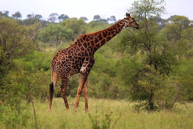 BIG 5 Kruger 3 Days Safari from Johannesburg - Big Five Odds: What the 99% Promise Means in Real Life