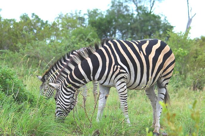BIG 5 Kruger 3 Days Safari from Johannesburg - Lodging Comfort, Lodge Location, and What You Can Expect at Night