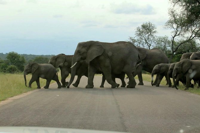 BIG 5 Kruger 3 Days Safari from Johannesburg - Pickup, Group Size, and Timing: The Stuff That Determines Your Comfort