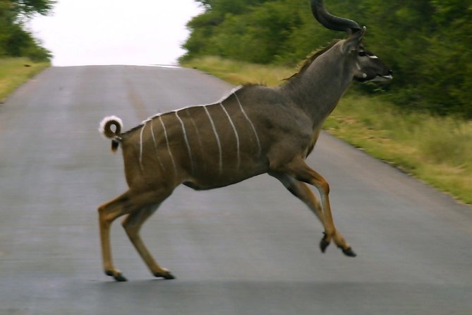 BIG 5 Kruger 3 Days Safari from Johannesburg - Price and Value: Is $907.63 Per Person Actually Fair?