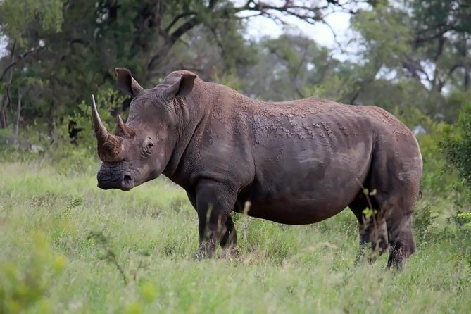 Big 5 Kruger National Park 2 Days Safari from Johannesburg - Day 2 Starts Early, With Phabeni Gate at 5:30 am