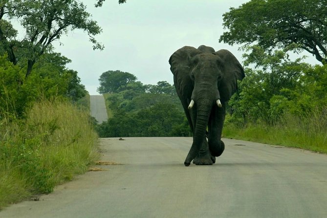 Big 5 Kruger National Park 2 Days Safari from Johannesburg - The Real Logistics: How Long You’ll Be in a Car