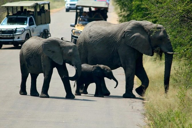 Big 5 Kruger National Park 2 Days Safari from Johannesburg - What’s Included (and What That Means for Your Wallet)