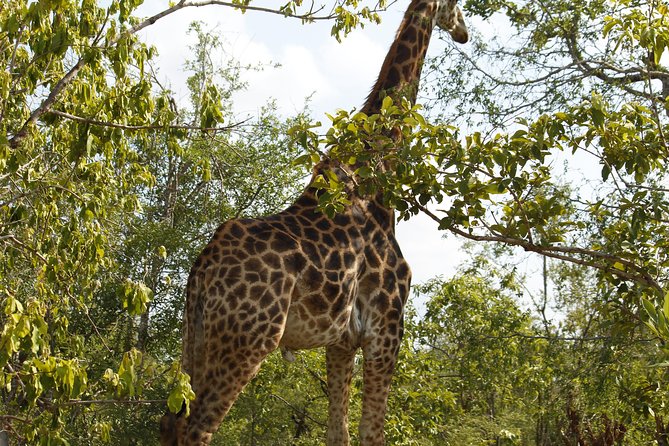 Big 5 Kruger National Park 2 Days Safari from Johannesburg - Choosing Your Expectations: Basic Lodging vs Luxury