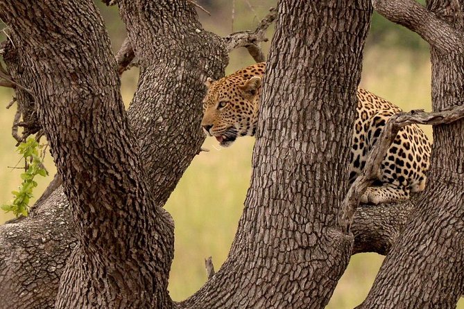 Big 5 Kruger National Park 2 Days Safari from Johannesburg - Guide Quality: The Difference Between Seeing and Not Seeing