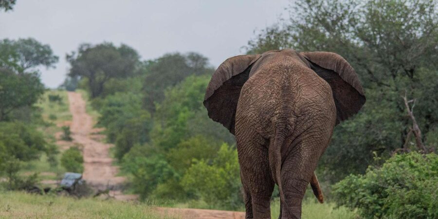 Big 5 Safari Am or Pm - The Game Drive Rhythm: How the 3.5 to 4 Hours Actually Feels