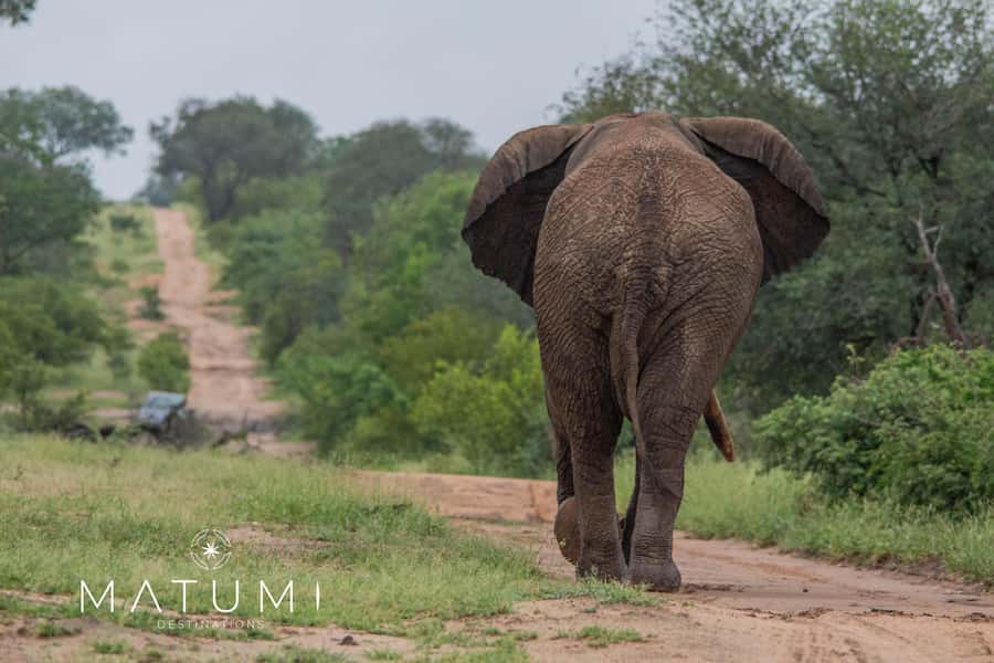 Big 5 Safari Am or Pm - What to Bring: The Packing List That Actually Matters
