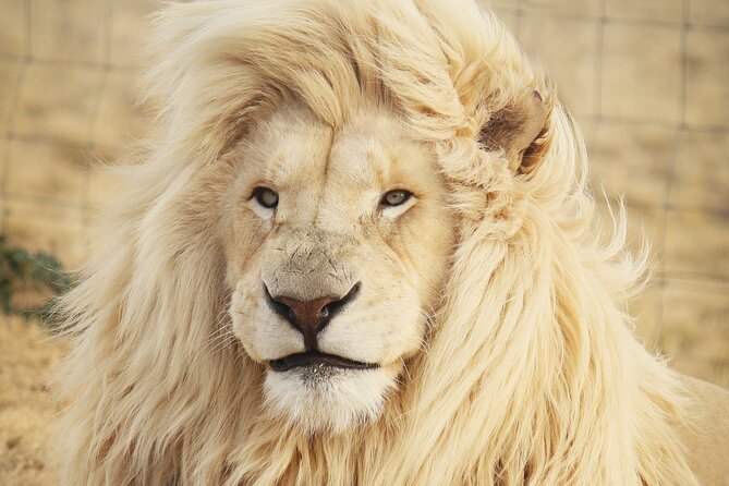 Big 5 Safari Aquila Full Day Private Return From Cape Town - Cape Town to Aquila in One Day: The Scenic Pass and Timing