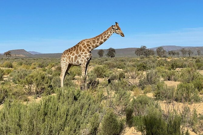 Big 5 Safari Aquila Full Day Private Return From Cape Town - Who This Aquila Day Trip Suits Best (And Who Should Rethink It)