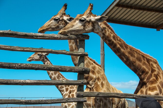 Big 5 Safari Aquila Full Day Private Return From Cape Town - Aquila Private Game Reserve: Ranger-Led Big Five Safari Drive